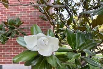 Image: Cornell Hall flowers